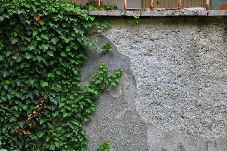 ivy grows up and down a stucco wall