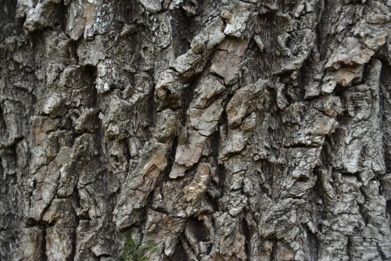 closeup of a tree with the bark showing