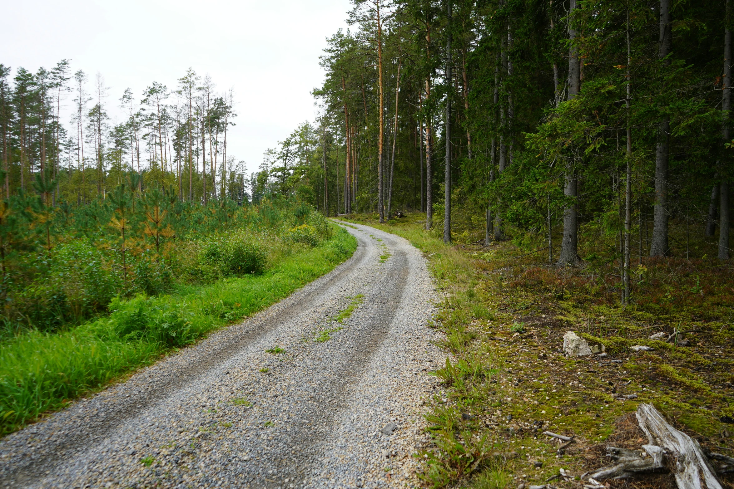 the dirt road is running alongside many trees