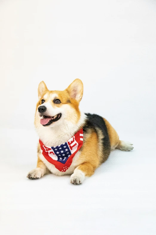 a small corgi wearing a american flag bandana