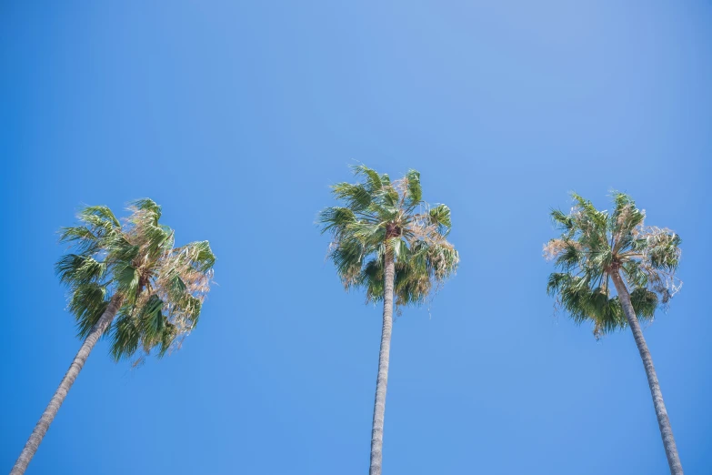 three tall palm trees in the clear blue sky