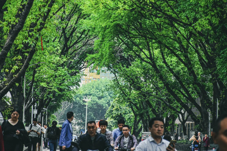 many people walk around in an area with trees