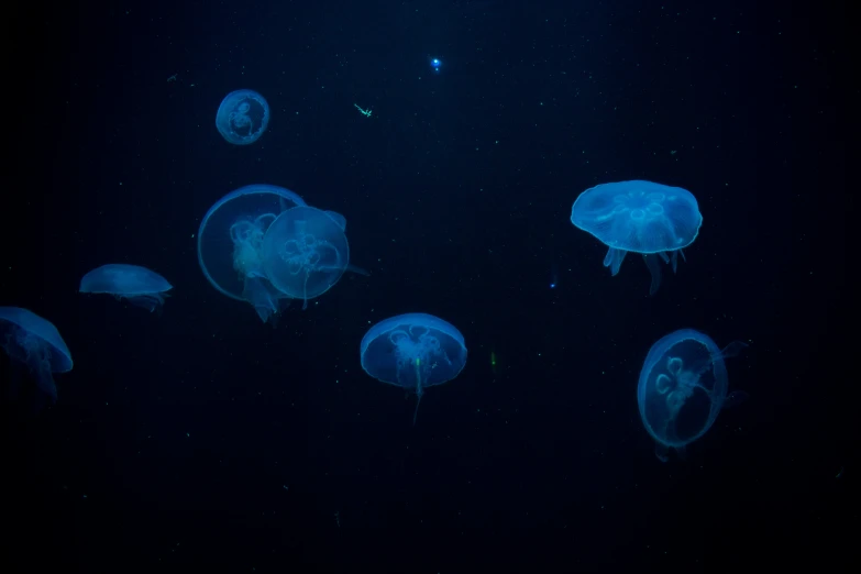 blue jellyfish swimming underwater at night in the ocean