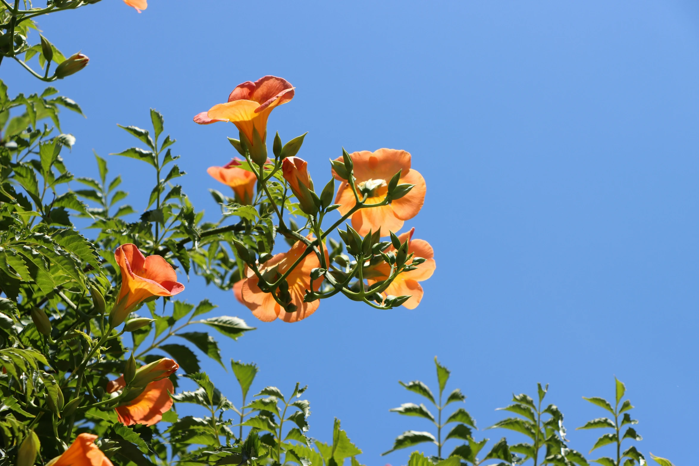 some very pretty flowers in the sun on a sunny day