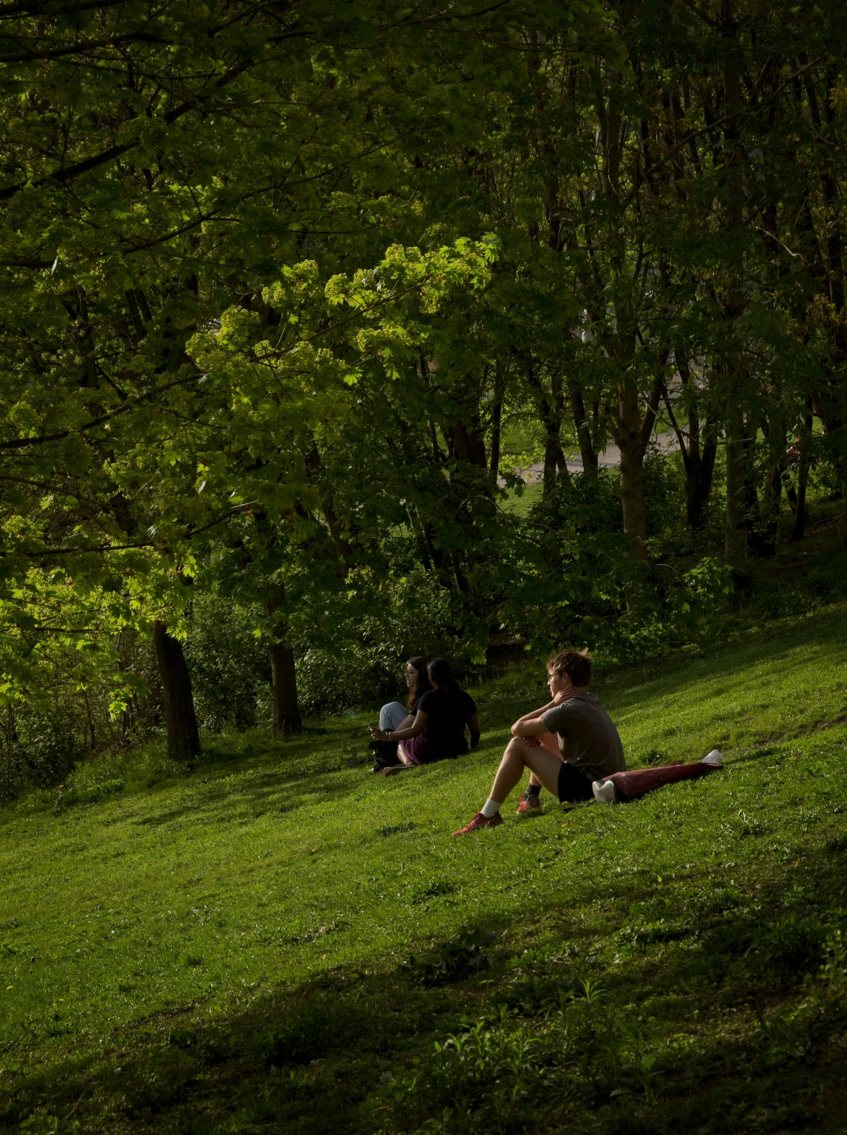 people sit on grass in the woods on a sunny day