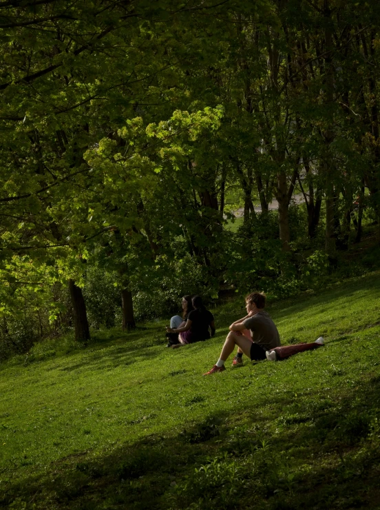 people sit on grass in the woods on a sunny day