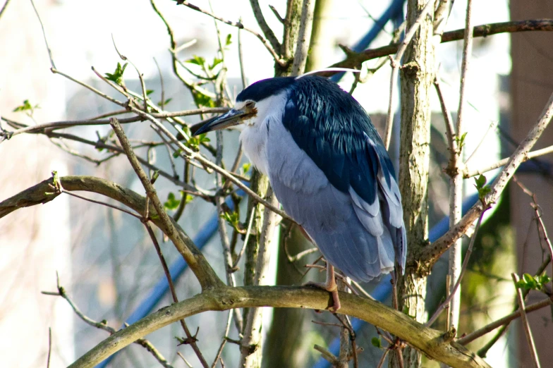 a bird that is sitting on the nch of a tree