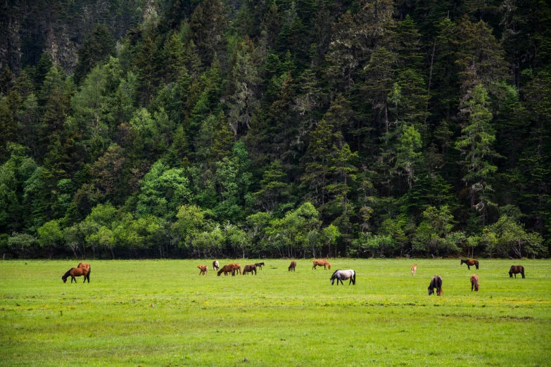 a herd of horses grazing on a lush green field