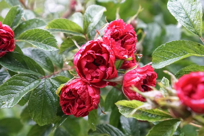 red flowers with green leaves and rain drops