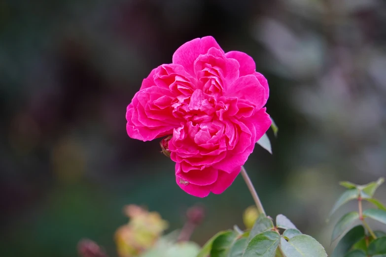 red flower sitting on top of green leaves