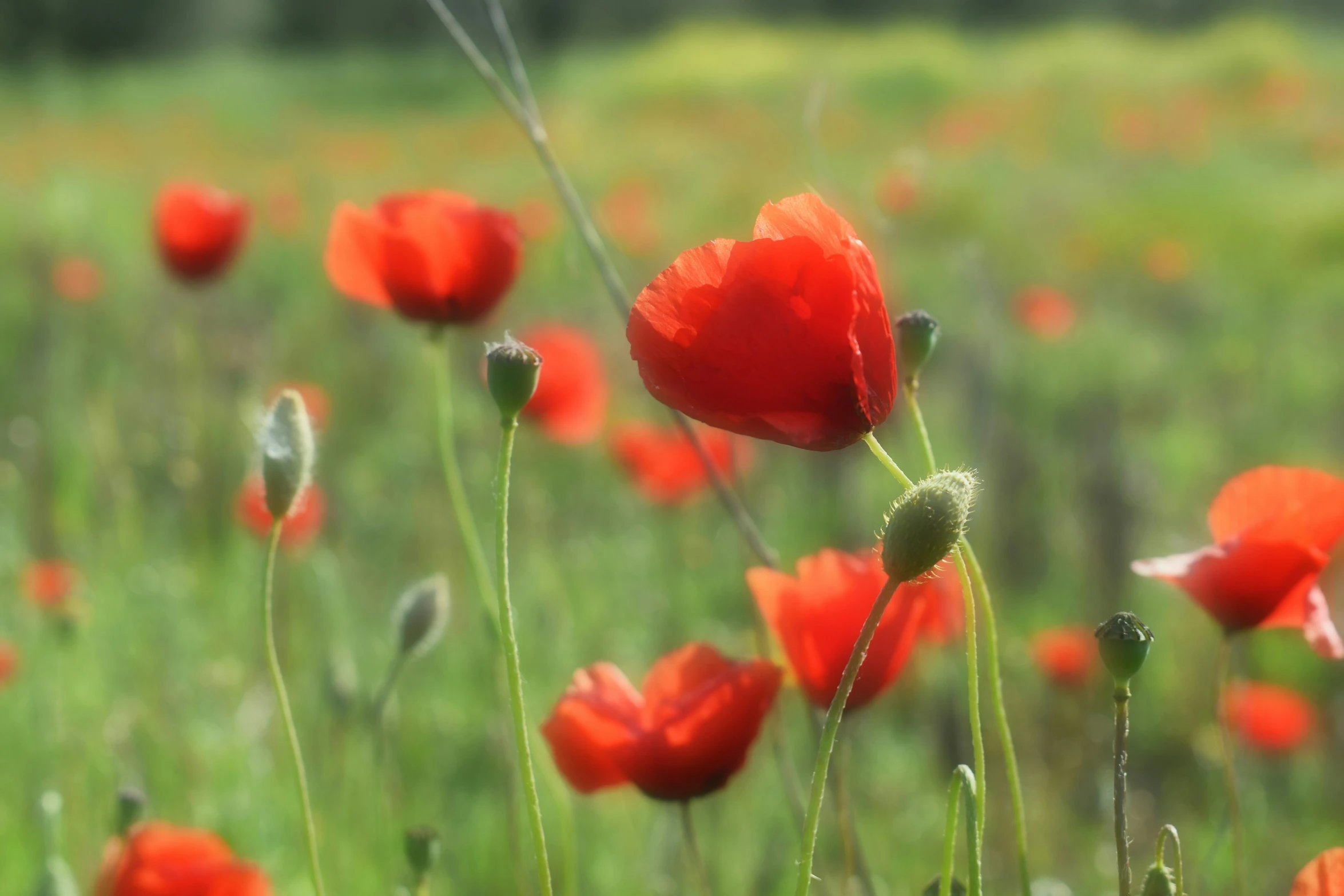 a grassy meadow with some red flowers