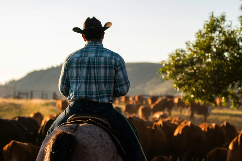 a man riding a horse in front of a herd of cattle