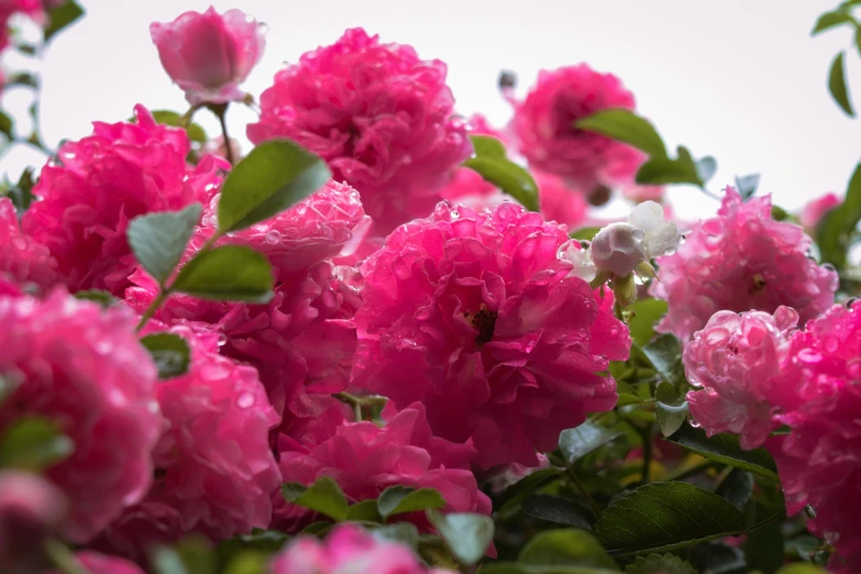 pink flowers on tree with small green leaves