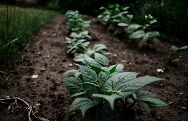 rows of plants growing in the dirt on a field