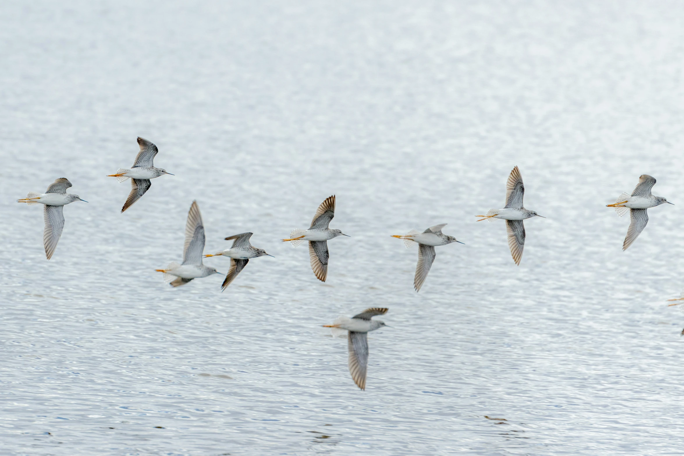 a group of birds flying low over water