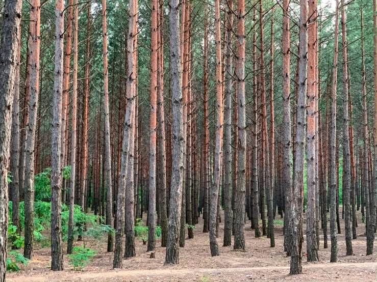 many tall trees in a forest area with dirt ground