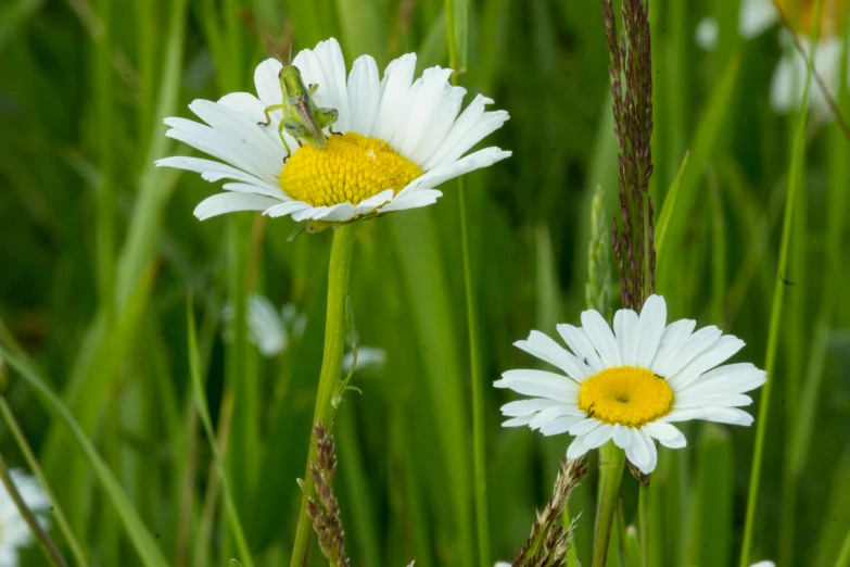three yellow bugs on white flowers in tall grass