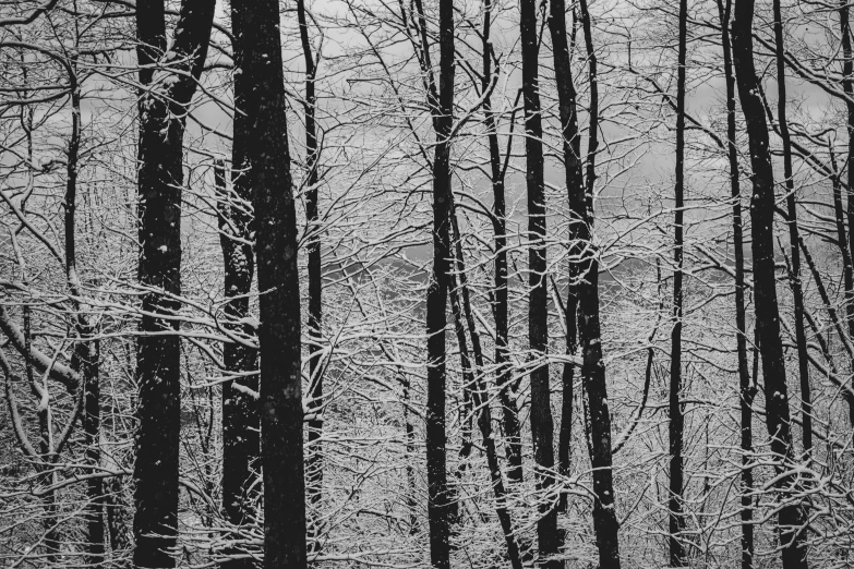 an old po of a wooded area with trees and snow