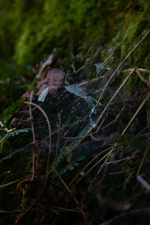 a blurry image of some kind of plant life