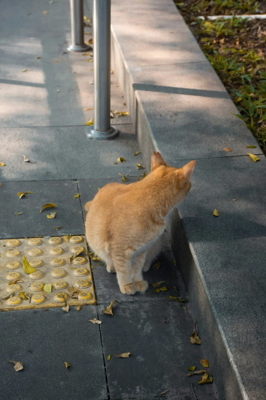 an orange cat sitting on cement walkway next to trashcans