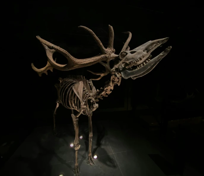 a skeleton of a large animal on display with an attached jaw