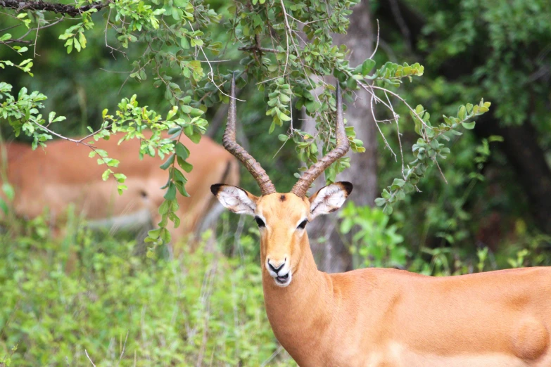 the gazelle is surrounded by the trees and greenery