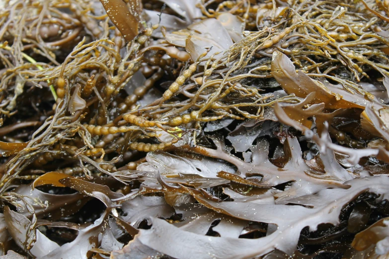 a sea weed with some very big green plants