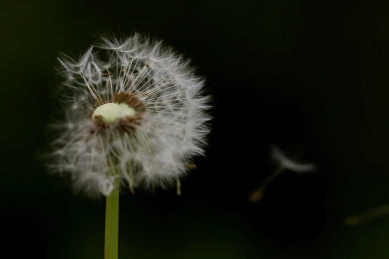 a white dandelion in front of a dark background