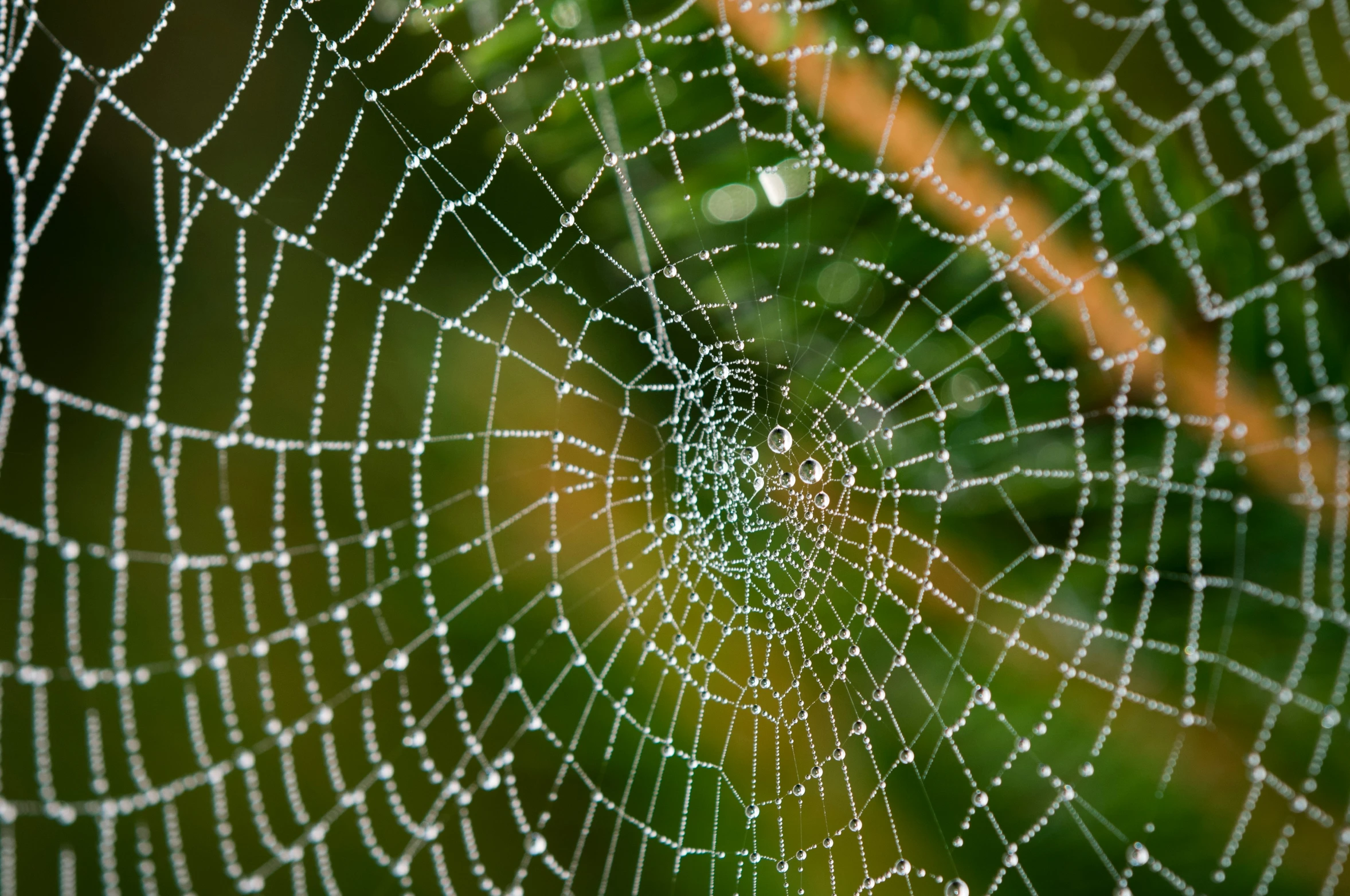 dew drops on a spider web that's hanging upside down