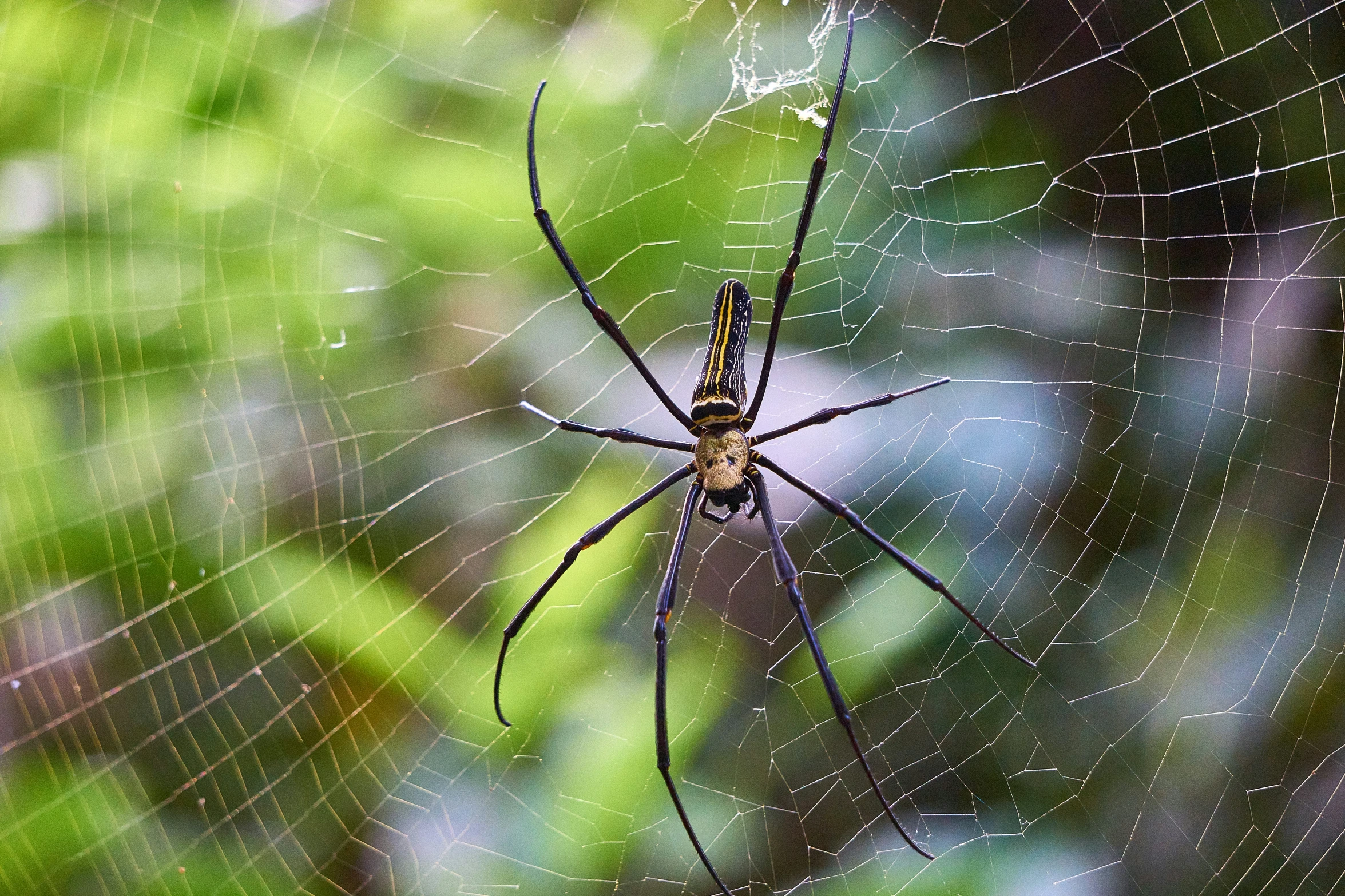 a very big pretty spider in its web outside