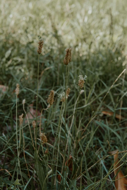 a cat sitting in the middle of a field of grass