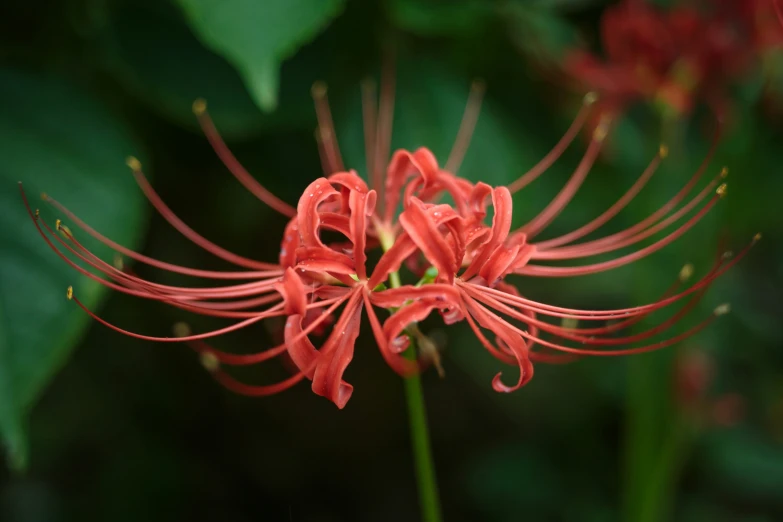 a flower has bright red petals blooming