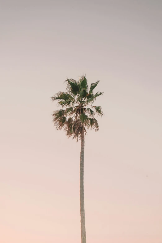 an airplane is flying through the sky next to a palm tree