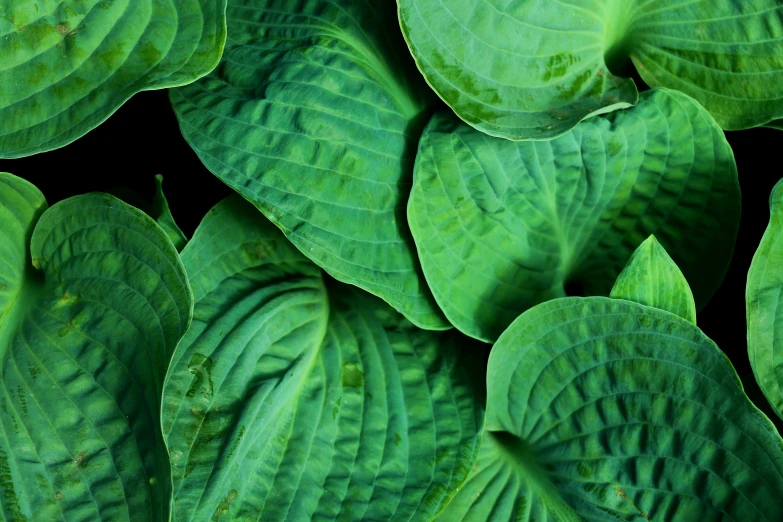 closeup image of green leafy plants