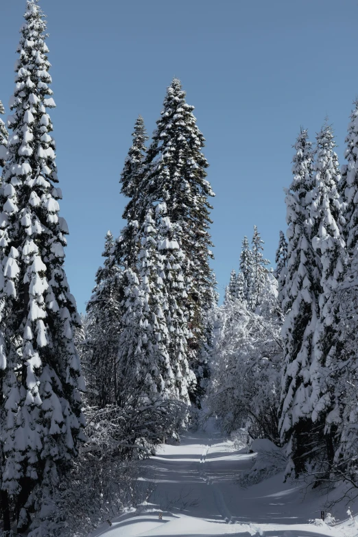 a group of snow covered trees next to each other