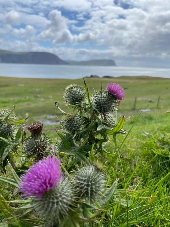 thistle plant and other flowers are seen in a field