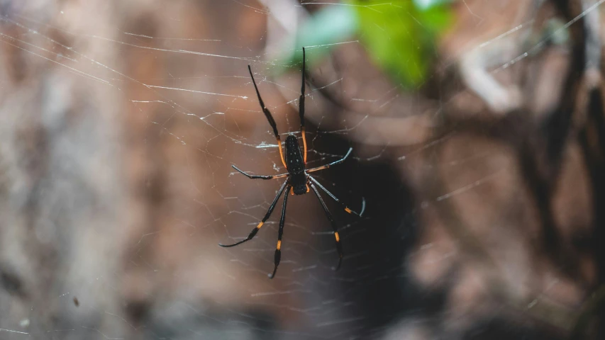 the large spider is hanging on its web in a cob