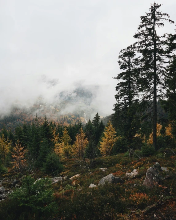 the tall pines are seen on this mountain slope