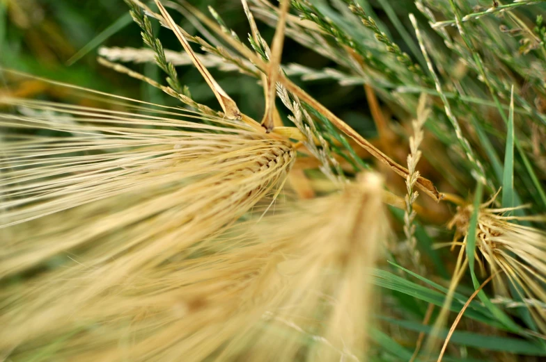 a closeup s of some grass on the ground