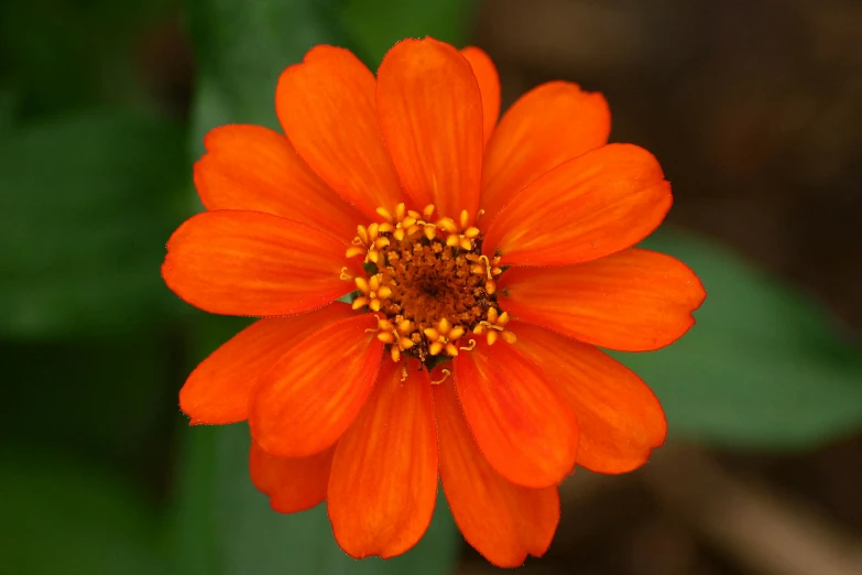 an orange flower with a brown stamen