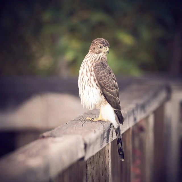 a bird of prey sits on the rail