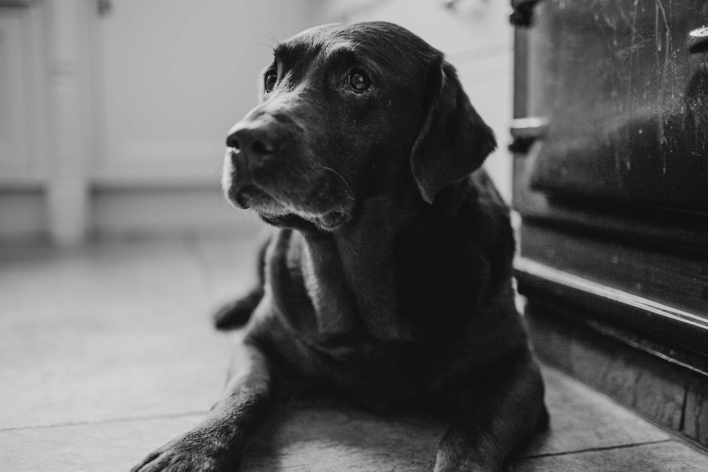 a dog sitting on the ground near a drawer