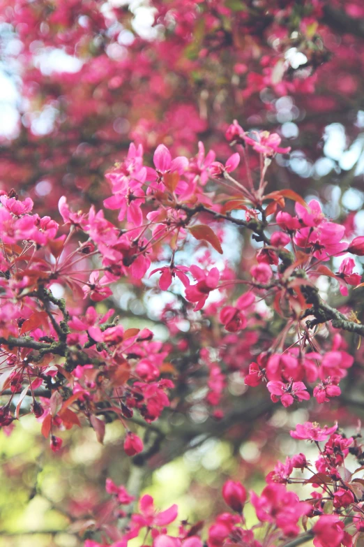 a tree with red flowers in the sunlight