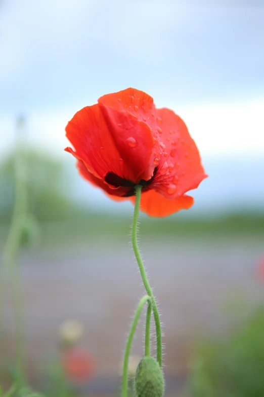 a single red poppy with water droplets on it