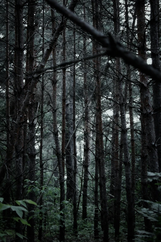 a black and white po of some very tall trees