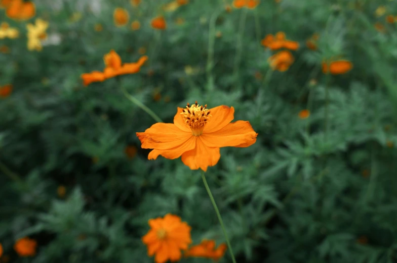 a group of orange flowers with a green background