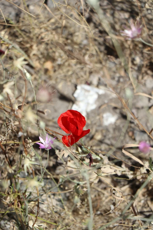 a red rose that is in the middle of a field