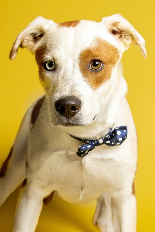 this is a brown and white dog wearing a bow tie