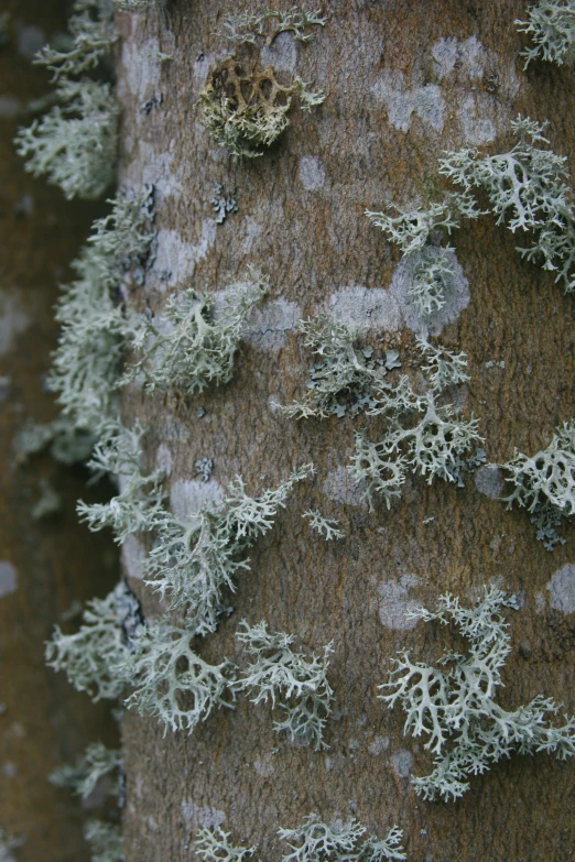 a tree with lichen on it and white moss