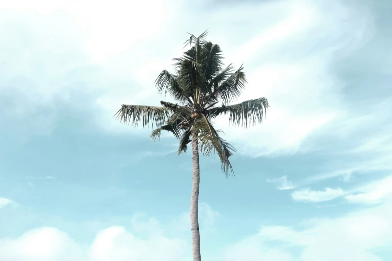 an old palm tree stands against a partly cloudy sky